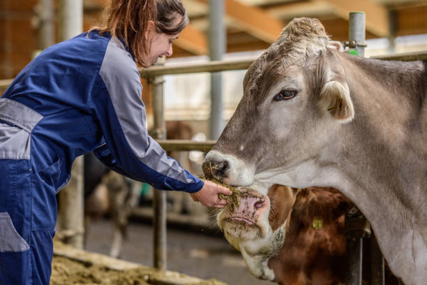 istock Caucasian Female Farmer Showing Affection to Cow 2163697845