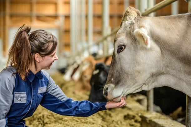 istock Female Farmer Engages with Cow in Barn 2163697851