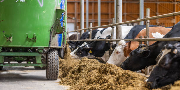 Cows feed from a mechanized trough as farm equipment dispenses fodder efficiently in a bright, structured barn setting.
