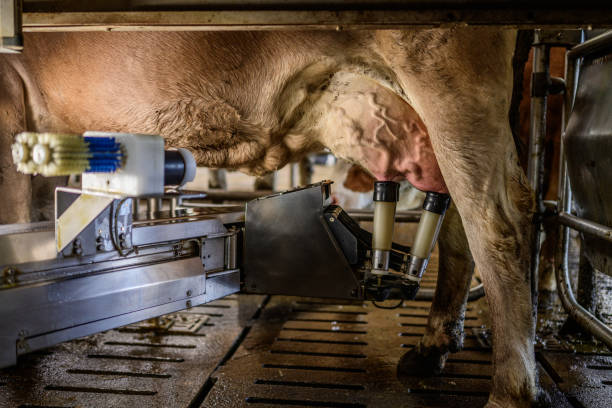 Milking the cow on the family ranch