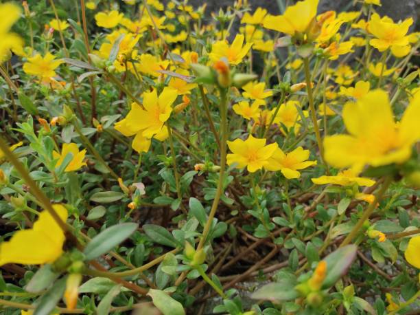 istock Portulaca grandiflora (rose Moss, eleven o'clock, rock rose, table rose, sun rose, mexican rose, Moss rose) 2163698295