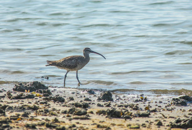 Estuary of Galos, Rio Grande do Norte, Brazil. Whimbrel fishing.