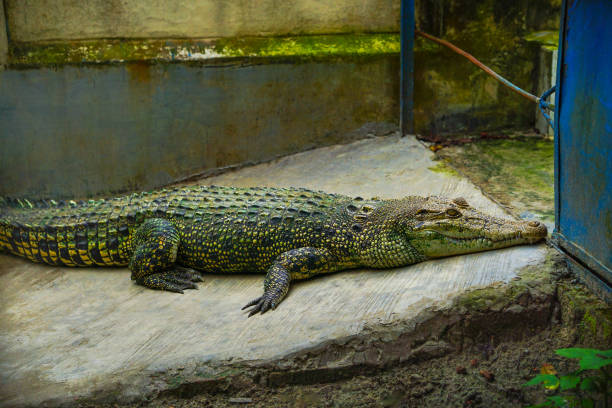 istock Crocodile taking rest on their habitat 2163699454