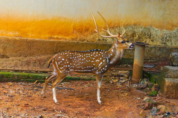 Chital or cheetal (Axis axis), also known as spotted deer or axis deer, is a species of deer that is native in the Indian subcontinent, Chital buck