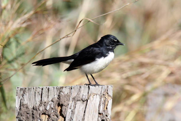 istock Willie Wagtail bird perched on a weathered wooden stump 2163700213