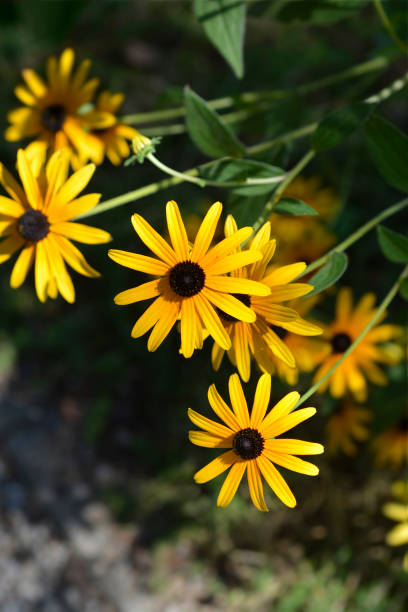 istock Black-eyed Susan 2163700656
