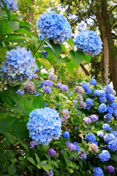 istock Vibrant Blue Hydrangea Blooms in Lush Summer Garden 2163703042