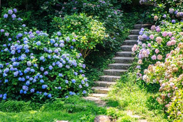 istock Serene Stone Steps Winding Through Vibrant Hydrangea Garden 2163703057