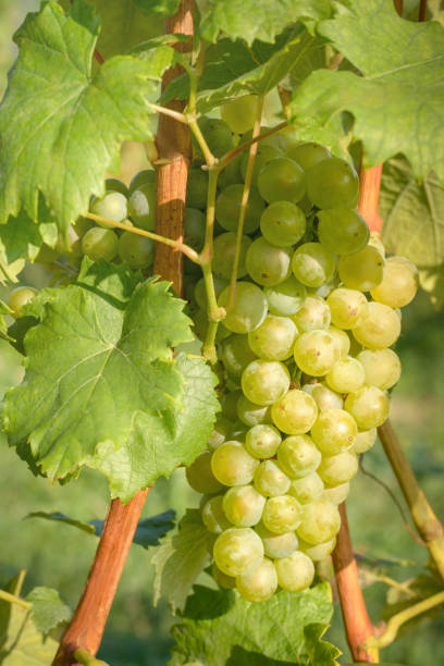 istock Bunch of light colored grapes with spots on blurred background 2163703365