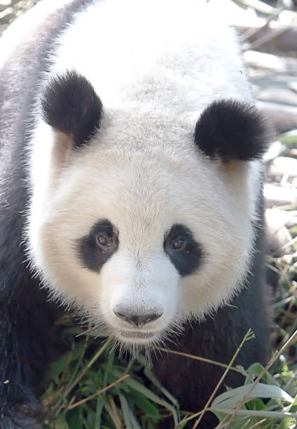 Close up to a Panda in Chengdu, China