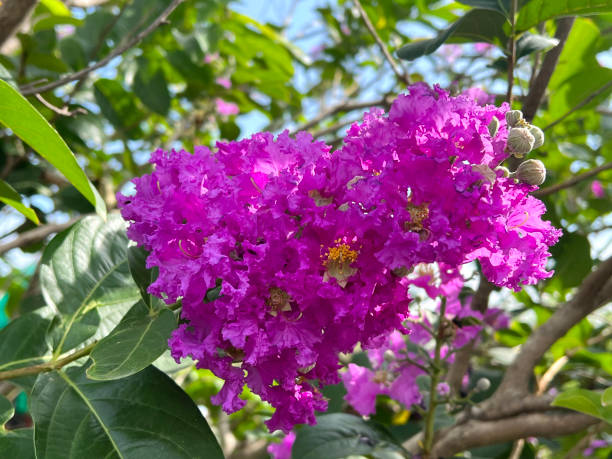 istock crape myrtle flower in nature garden 2163704687