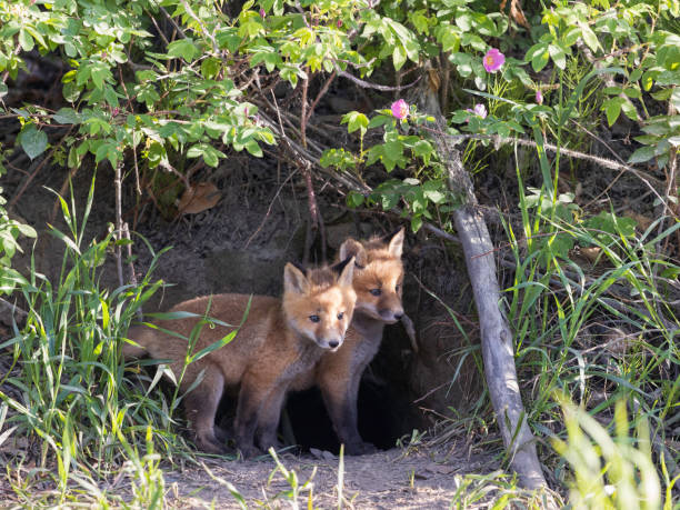 istock Red fox siblings look like they are close 2163705402