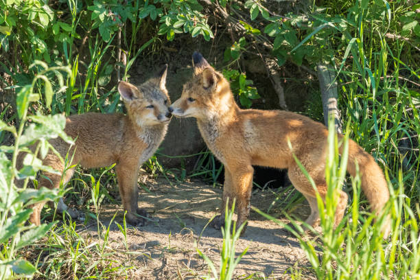 istock Red fox siblings play and look like they are close 2163705529