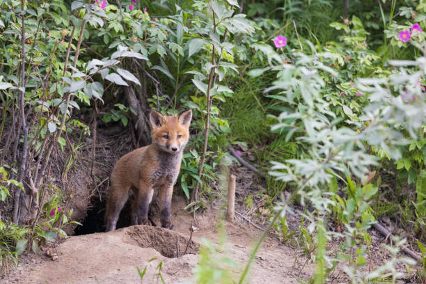 istock Red fox siblings checking out his new world 2163705637