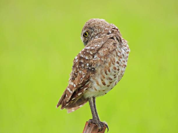 istock Burrowing Owl (Athene cunicularia) - resting on a wood post 2163706311