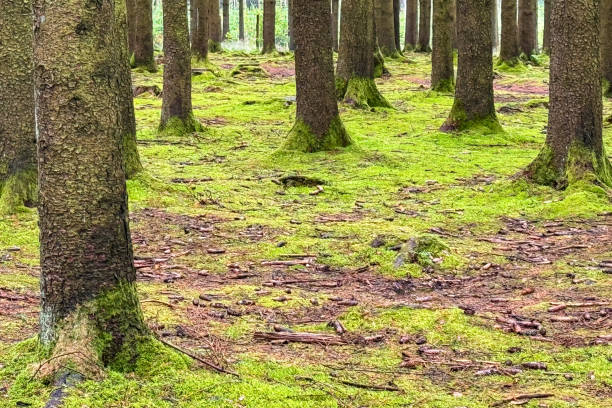 istock Green moss blankets ground in damp European forest 2163708332