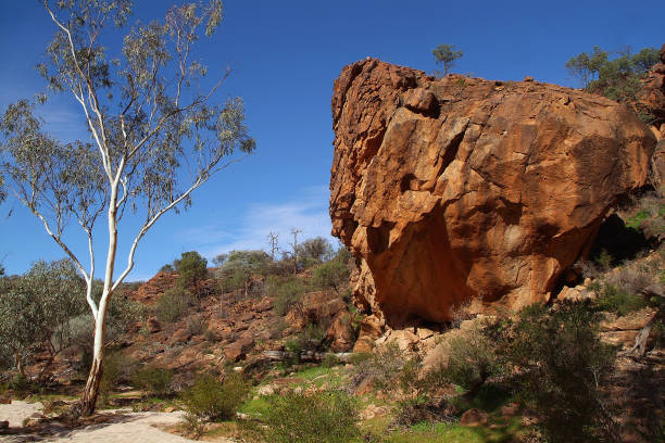 Australian Outback trees and red rocks, Northern Territory.