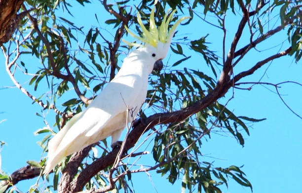 istock Sulphur Crested Cockatoo 2163709409