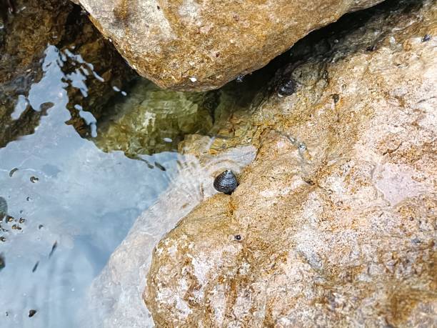 istock some sea snails on a seaside rock 2163709521