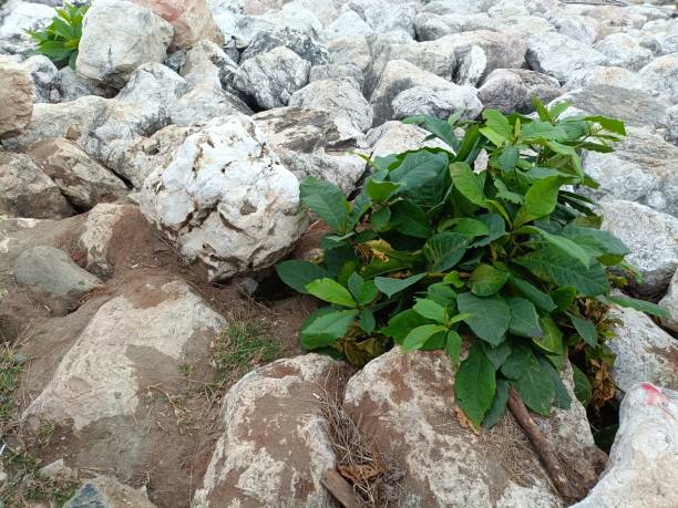 Plants that grow between large rocks on the beach