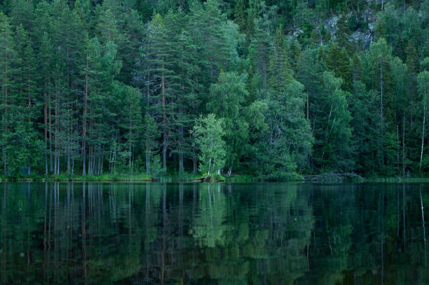 istock Dusk has fallen and the forest along the water darkens. 2163711397