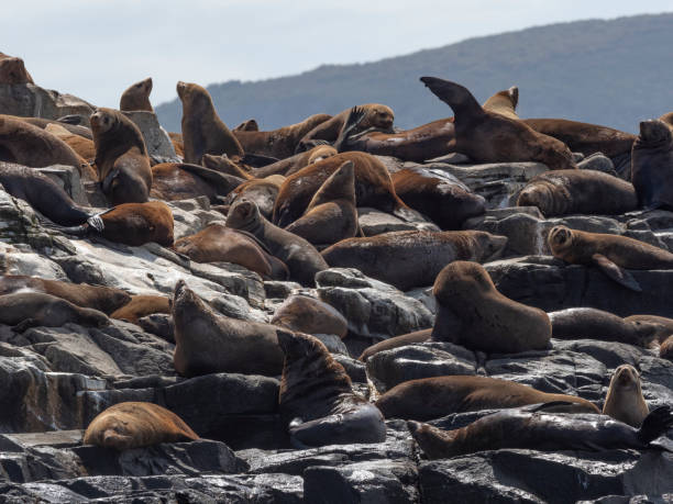 Fur Seal Haul-out