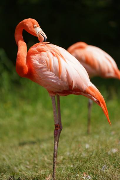istock American flamingo 2163719343