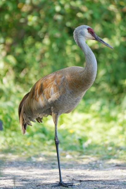 istock Florida Sandhill Crane 2163719392