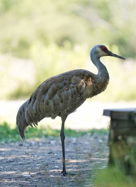 istock Florida Sandhill Crane 2163719413