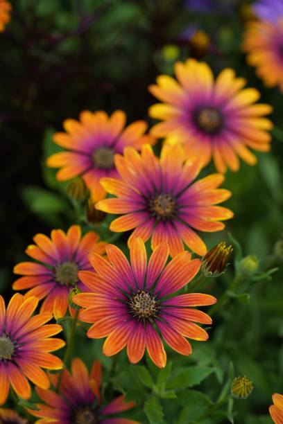 istock Osteospermum 'Zion Purple Sun' 2163719883