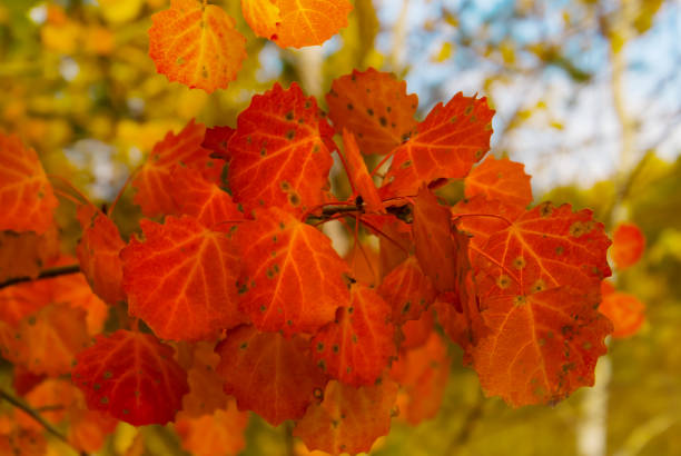 closeup red autumn aspen tree branch in forest