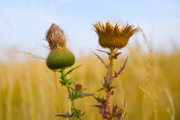 closeup wild flower in prairie