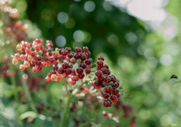 Sambucus chinensis (scientific name: Sambucus chinensis), also known as \