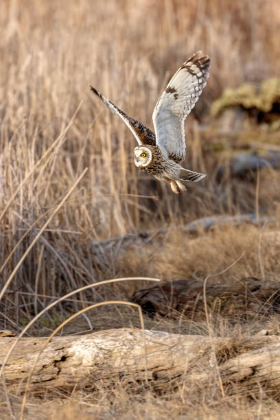 istock short-eared owl flying in winter 2163722325