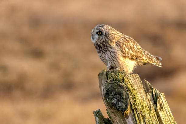 istock short-eared owl perching on a wooden pole, British Columbia, Canada 2163722394