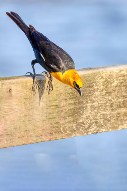 istock yellow headed blackbird, Burnaby, BC, Canada 2163722457