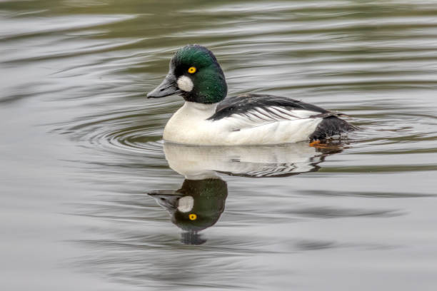 istock Common Goldeneye swimming in open water 2163722468
