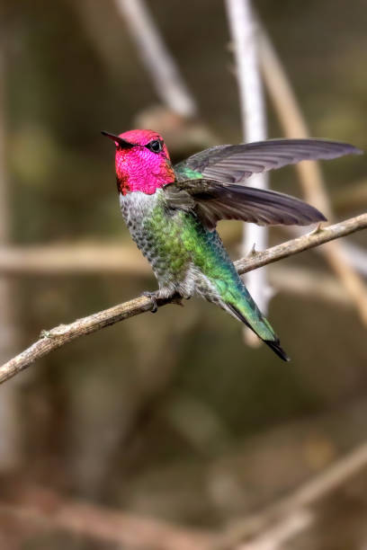 Anna's hummingbird (Calypte anna), BC, Canada