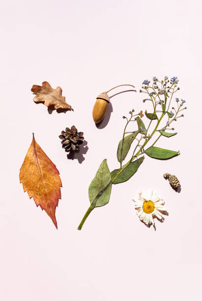 istock Autumn foliage and dried natural elements on light background. 2163723405