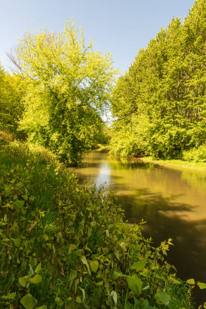 istock River with fresh green trees on riverbanks and clear sky above during springtime - Olse river on czech-polish borders 2163723963
