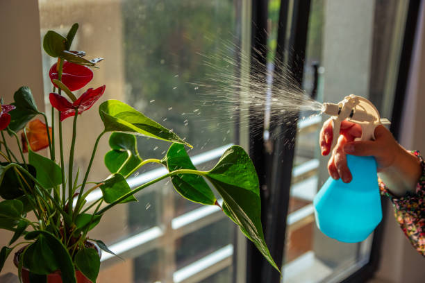 istock plastic garden sprayer for plants and flowers 2163725103