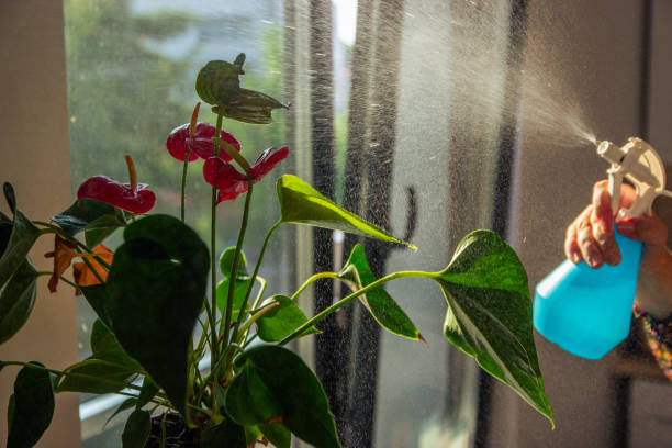 istock plastic garden sprayer for plants and flowers 2163725121
