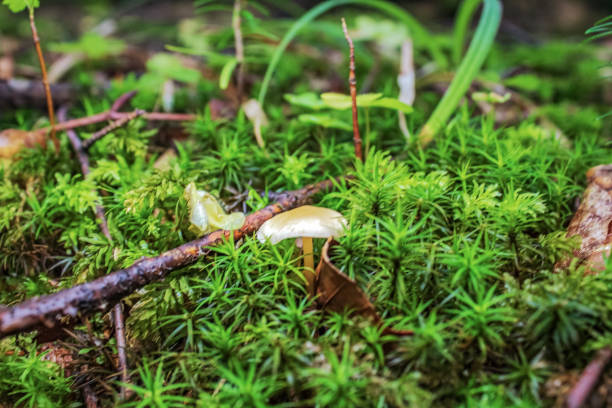 Macro  - Forest - Europe, Romania,