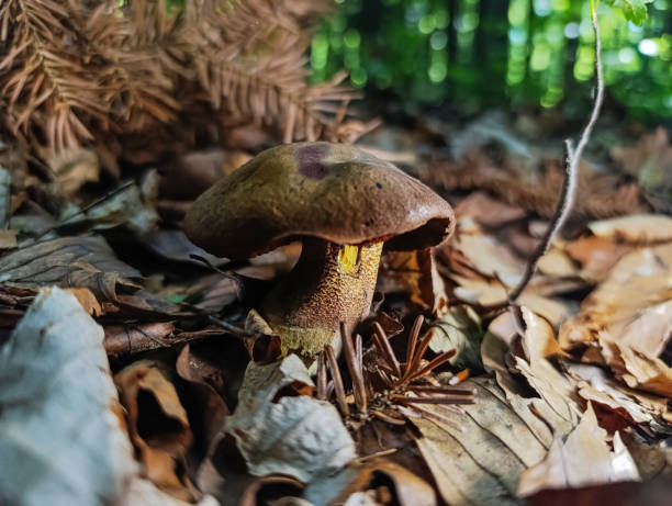 istock Macro  - Forest - Europe, Romania, 2163725330