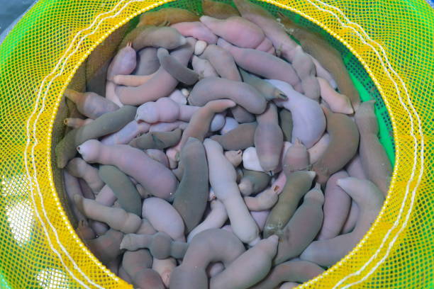 istock A basket full of Spoon worm 2163726641