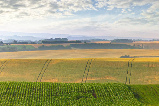 Under a cloudy blue sky, vast expanses of corn and wheat fields unfold, painting a picturesque scene of rustic beauty and the timeless allure of rural landscapes.