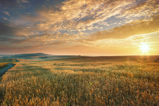 Nature's Glory at Sunrise: Wheat Fields Illuminated by the Morning Sun and Dramatic Skies