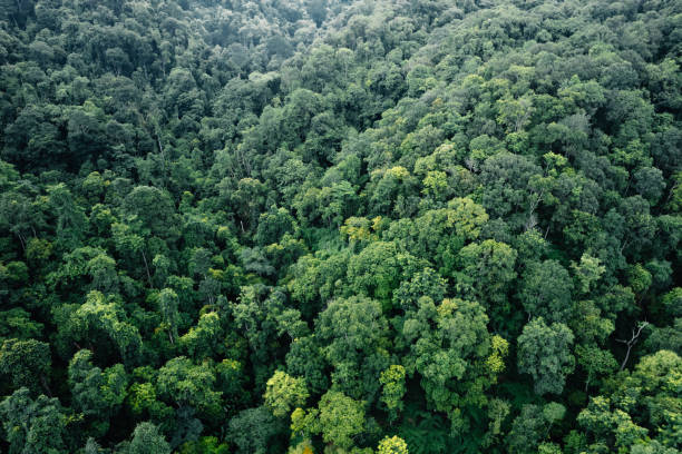 istock High angle view of rainforest in Asia 2163726878