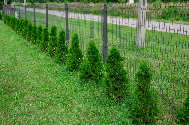 istock Green thujas growing in a row, one next to the other 2163728130