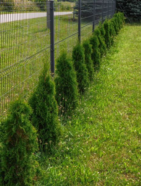 istock Thuja conifers planted evenly in a row along the fence separating the plot 2163728137